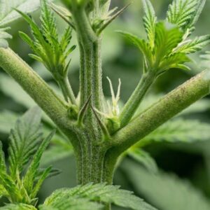 Cannabis plant stem node where a branch meets the main stem, the spot to check for early sex signs.
