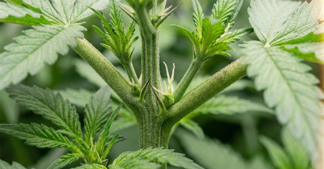 Cannabis plant stem node where a branch meets the main stem, the spot to check for early sex signs.