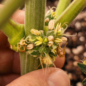 Cluster of smooth round pollen sacs at the node of a hermaphrodite cannabis plant with no white hairs