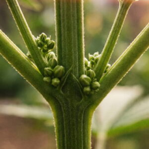 Male cannabis plant showing small pollen sacs growing at the nodes.
