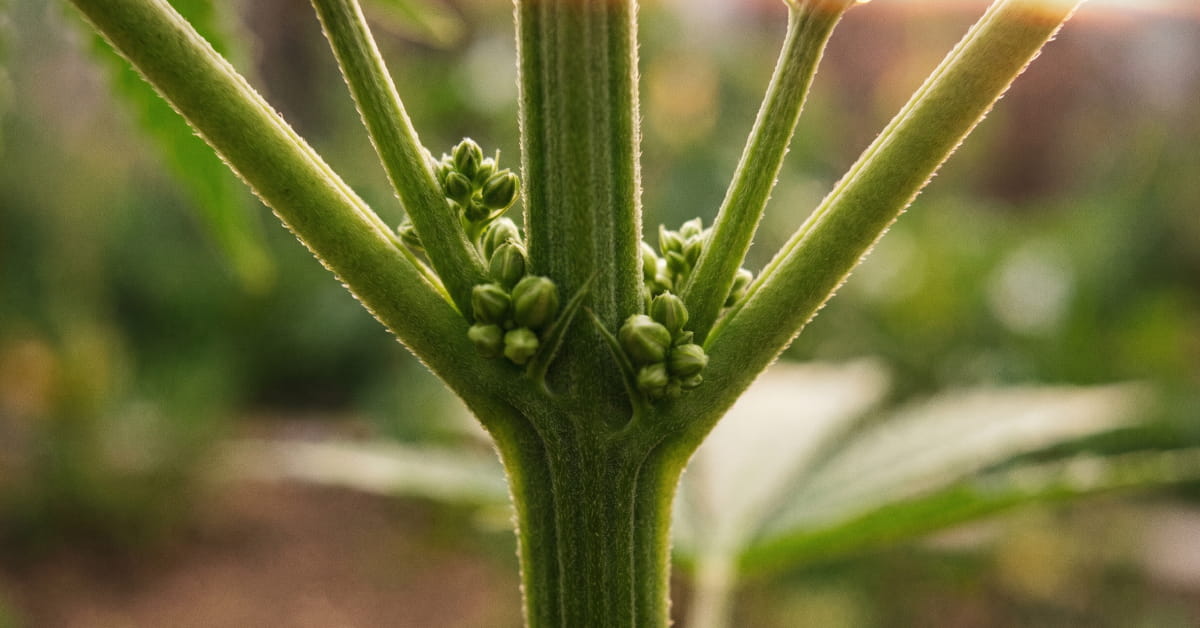 Male cannabis plant showing small pollen sacs growing at the nodes.
