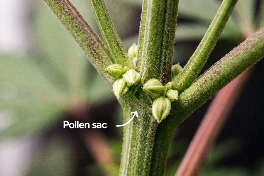 A close-up of a male cannabis plant showing small pollen sacs growing at the nodes. They look like tiny round balls and are a clear sign the plant is male.