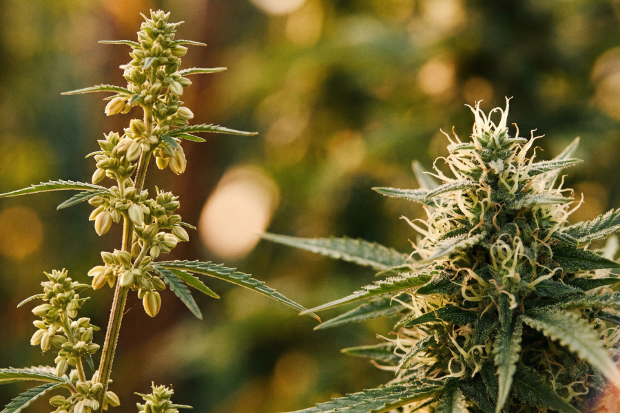 Male and female cannabis plants shown side by side. The male has small pollen sacs at the nodes, while the female shows thin pistils instead.
