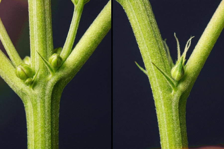Side by side comparison of female white pistils and male round pollen sacs at cannabis plant nodes.