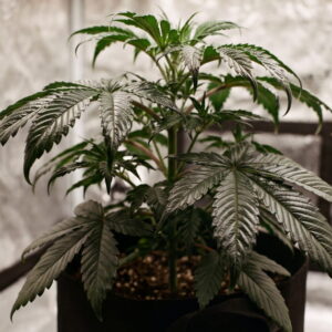 Cannabis plant with dark, glossy green leaves showing early nitrogen toxicity in a grow tent.