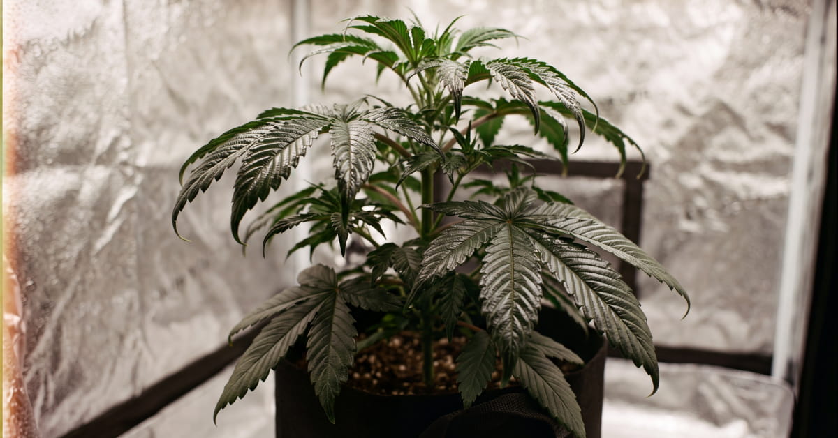 Cannabis plant with dark, glossy green leaves showing early nitrogen toxicity in a grow tent.
