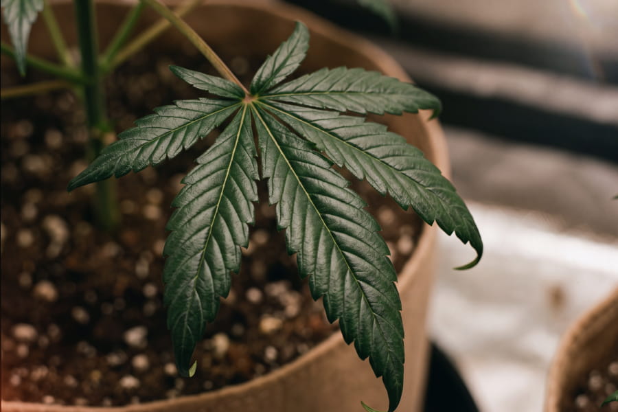 Close-up of cannabis fan leaves clawing downward with a dark, shiny surface — nitrogen toxicity.