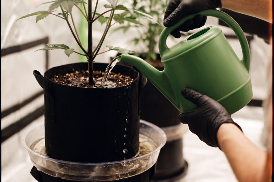 Grower flushing a cannabis plant’s root zone with water to remove excess nitrogen.