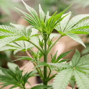 Healthy cannabis plant with lush green new growth in an indoor grow.
