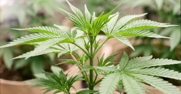 Healthy cannabis plant with lush green new growth in an indoor grow.