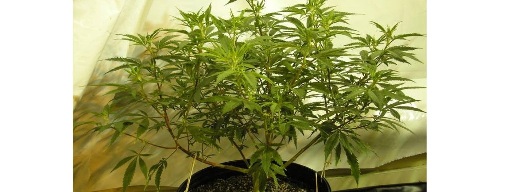 LST marijuana