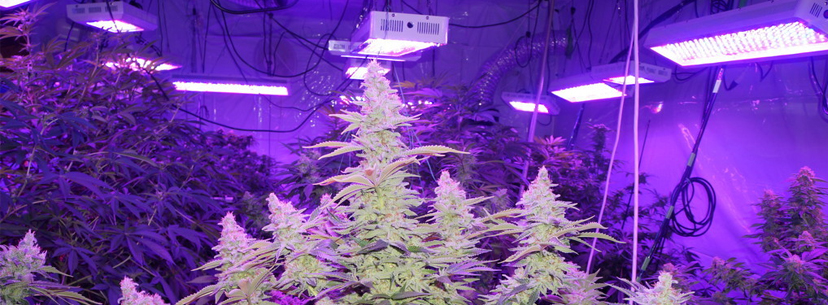 Lights to grow huge marijuana buds