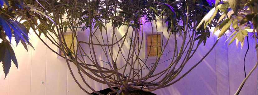 Monster cropping weed plants