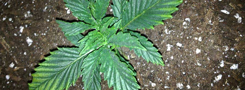 Nutrient toxicity seedlings cannabis