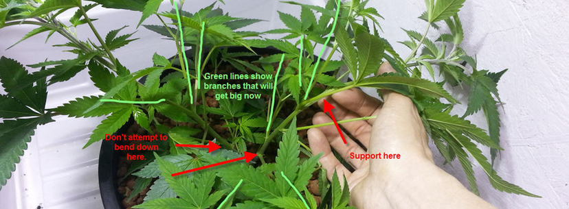Super cropping cannabis pruning