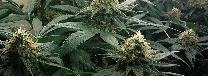 Cannabis buds
