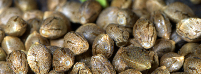 cannabis seeds