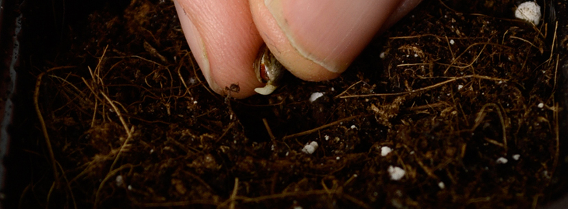 Sprouting cannabis seed
