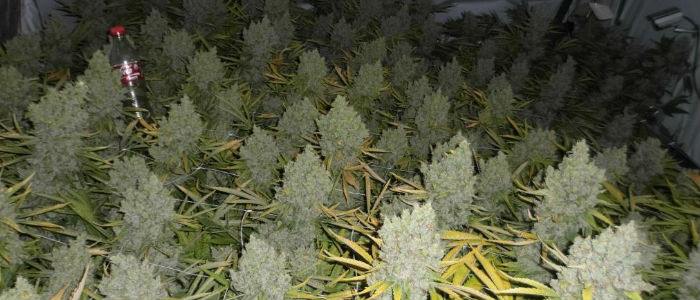 Grow huge buds with CO2