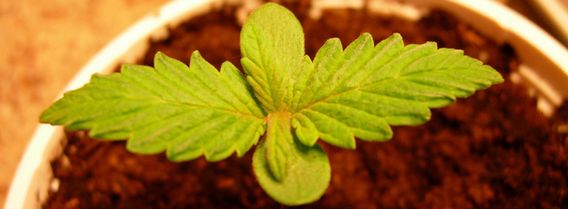Deficiency seedlings cannabis