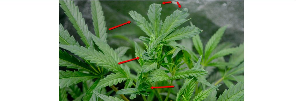 Fimming damages foliage