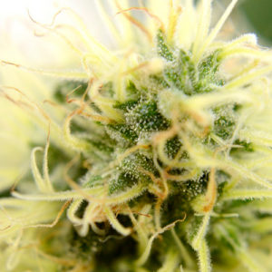 Harvesting not ready