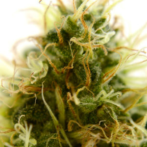 Harvesting almost ready