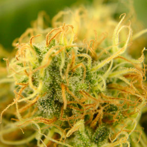 Ready for harvest