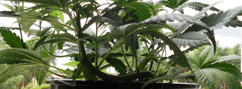 lst plant bigger buds