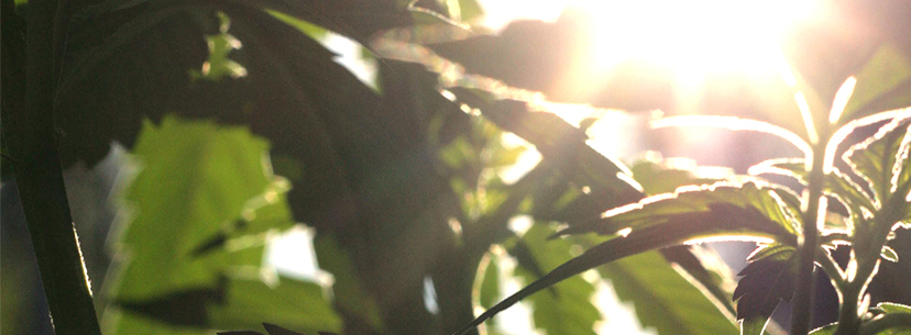 outdoor sunlight growing outdoor seedlings