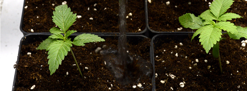 Don't overwater your plants by poor drainage system cannabis