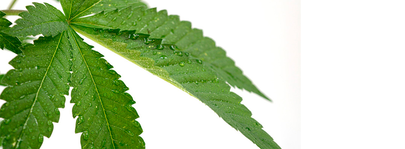 Proper humidity while growing