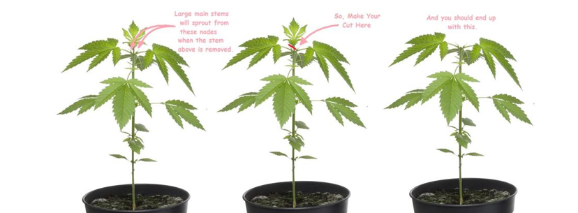 Proper way to prune