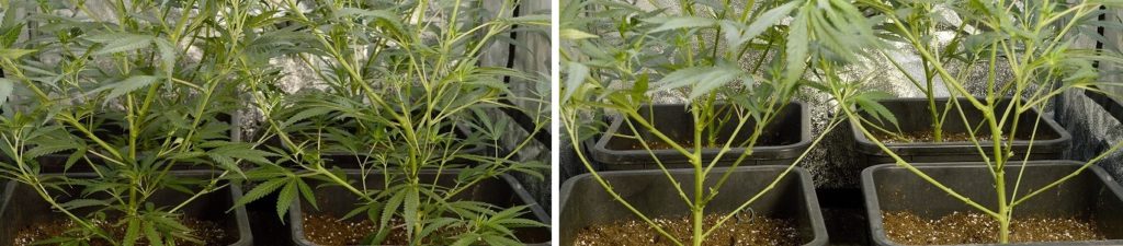 Pinching cannabis