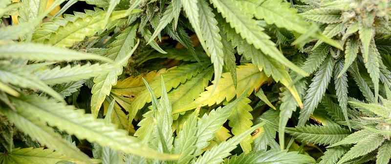Pruning dead marijuana leaves