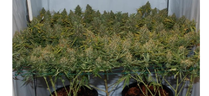 Scrog huge buds