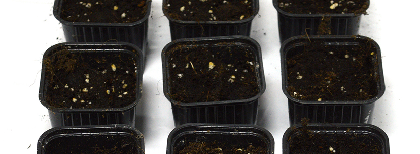 small pots seedlings cannabis