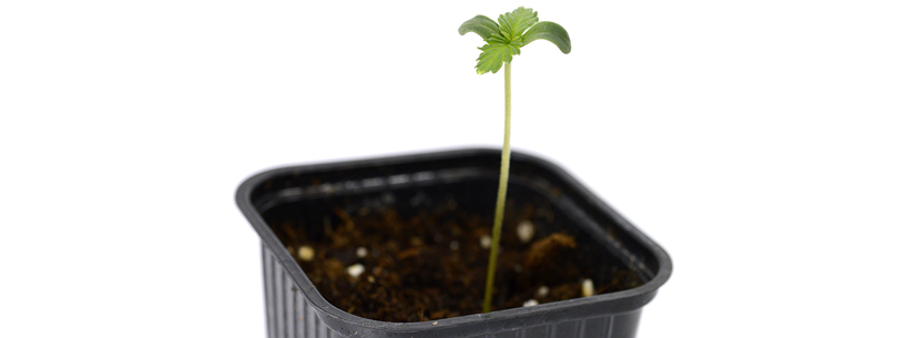 stretching seedlings