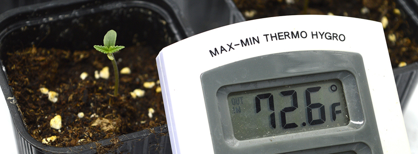 temperature for seedlings weed