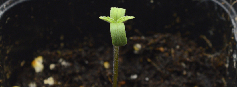 Two lobed leaves cannabis