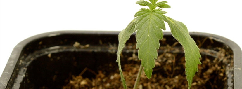 underwatering seedlings weed