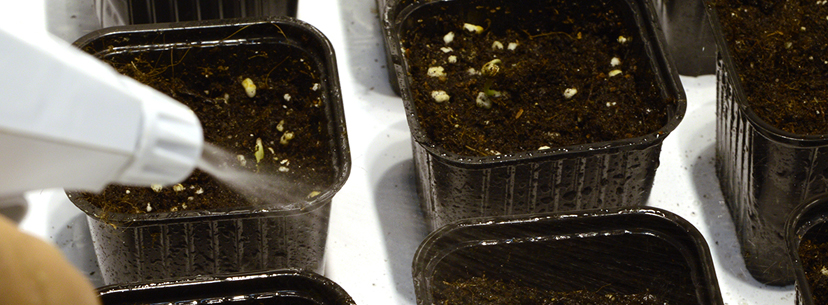 watering seedlings cannabis