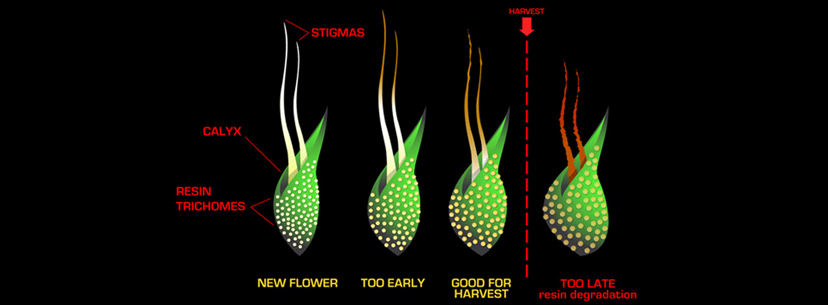 When to harvest