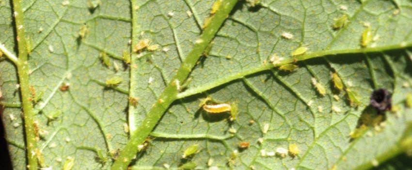 Aphid Midges