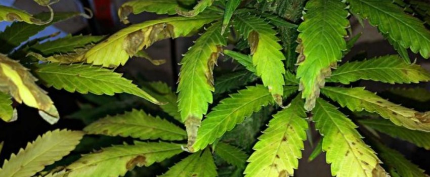 Beauveria Bassiana – Beneficial Fungi