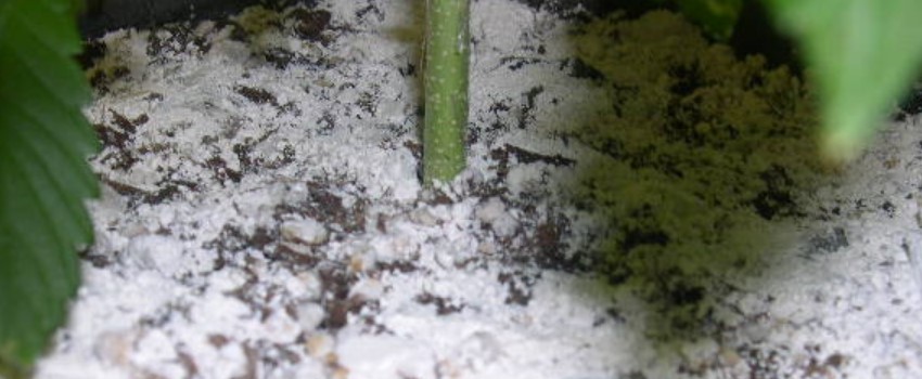 Diatomaceous Earth