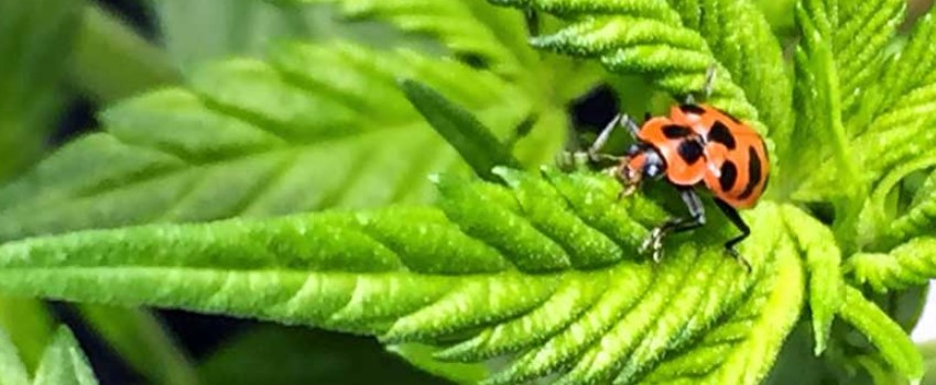 Lady Beetles or Ladybugs