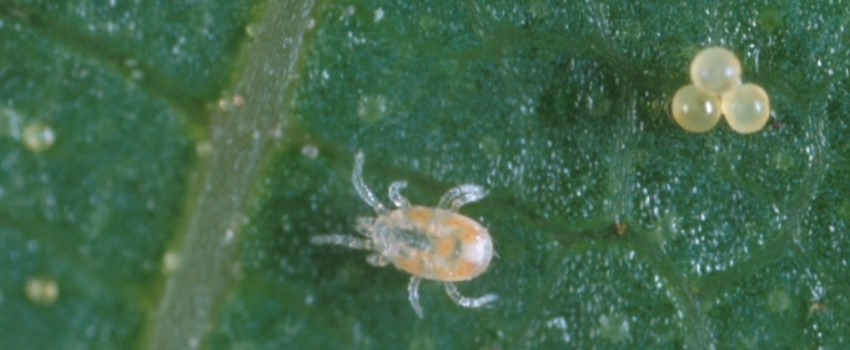 Predatory Mites