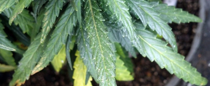 Saccharopolyspora Spinosa – Beneficial Bacteria