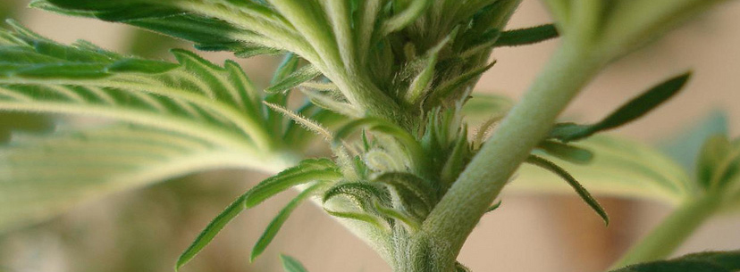 Hermaphrodite weed plant